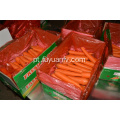 Cenoura fresca de Shandong à venda